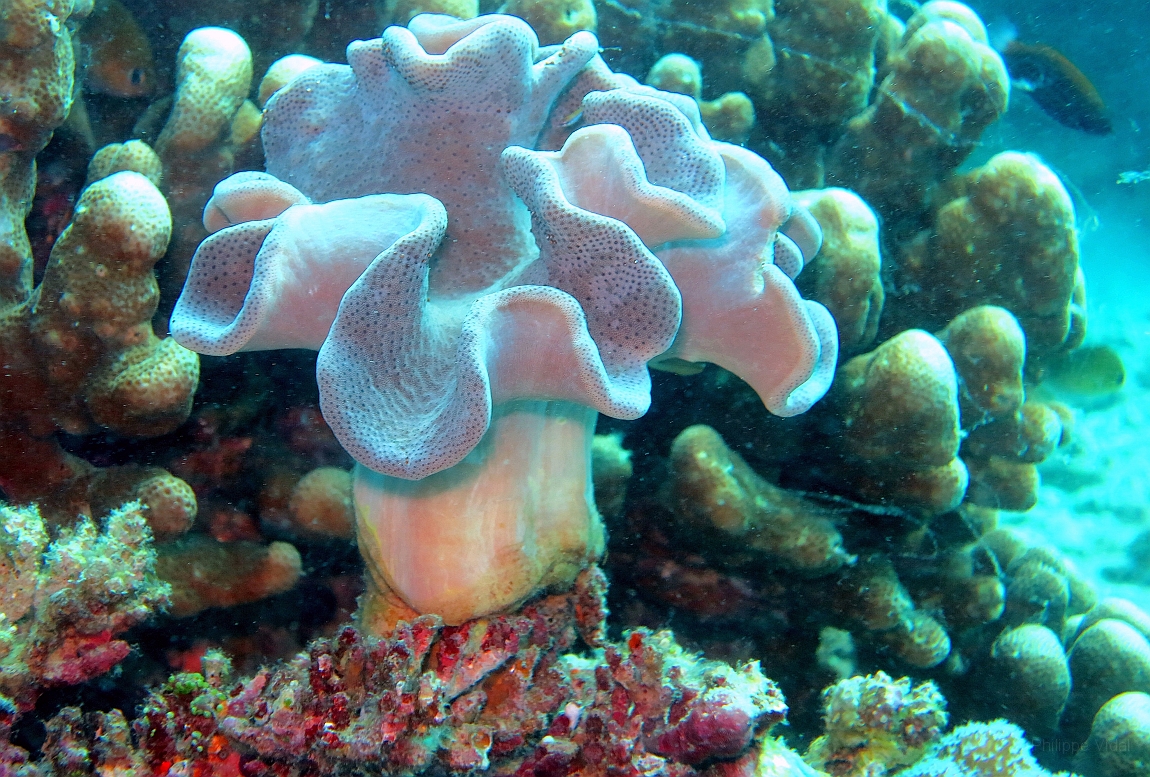 IMG_0151rf_Maldives_Madoogali_Plongee 1_House reef_Corail mou.jpg